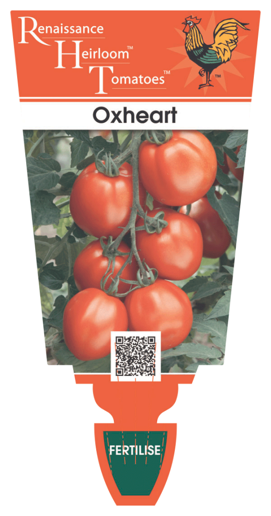 Tomato Oxheart Renaissance Heirloom Tomatoes Perth Garden Centre