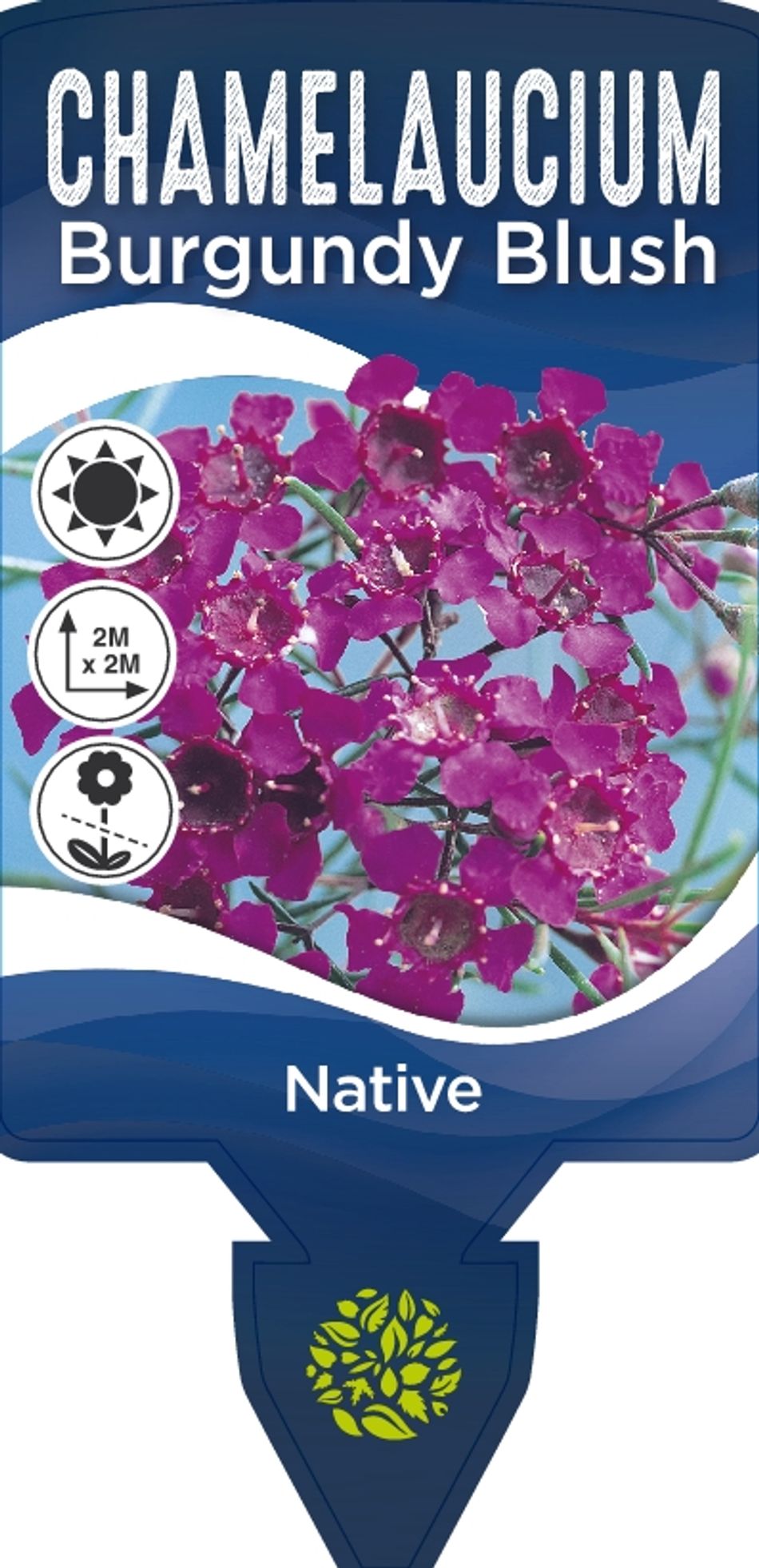 Geraldton Wax Burgundy Blush Guildford Garden Centre