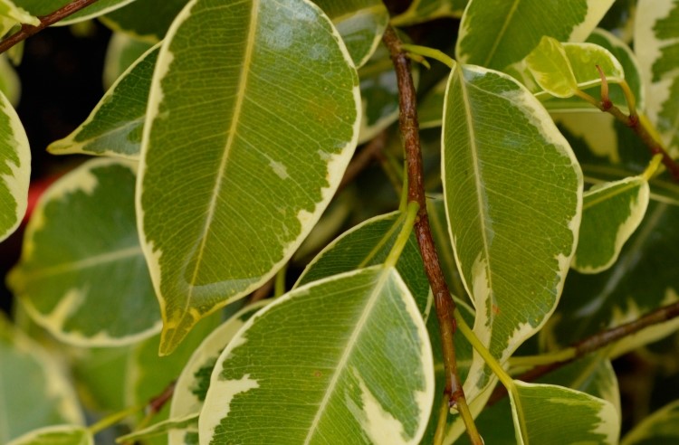 Ficus - Bushy King - Guildford Garden Centre