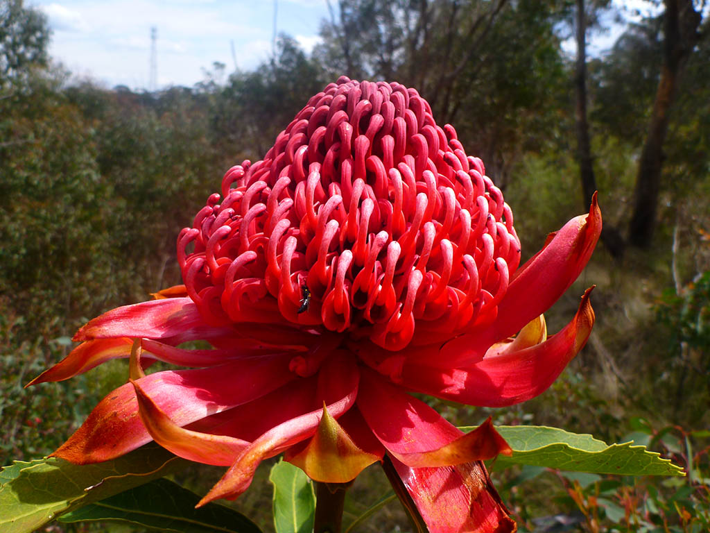 Waratah Native Seeds Guildford Garden Centre