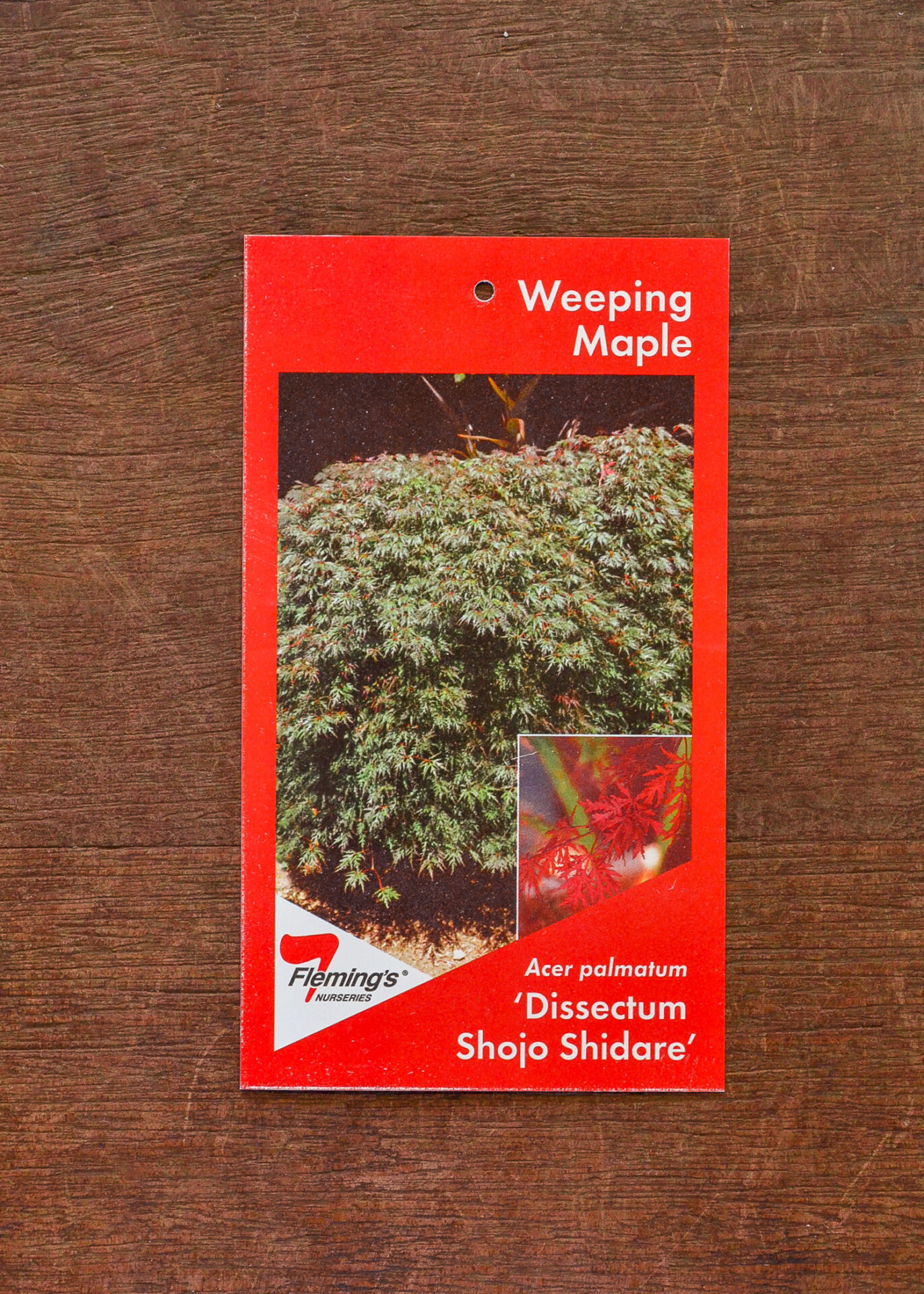 Japanese maple weeping dissectum shojo shidare guildford garden