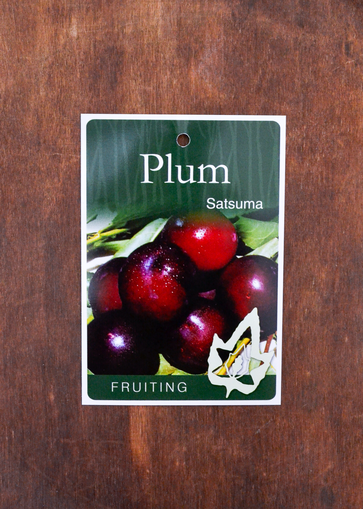 Plum Satsuma Guildford Garden Centre
