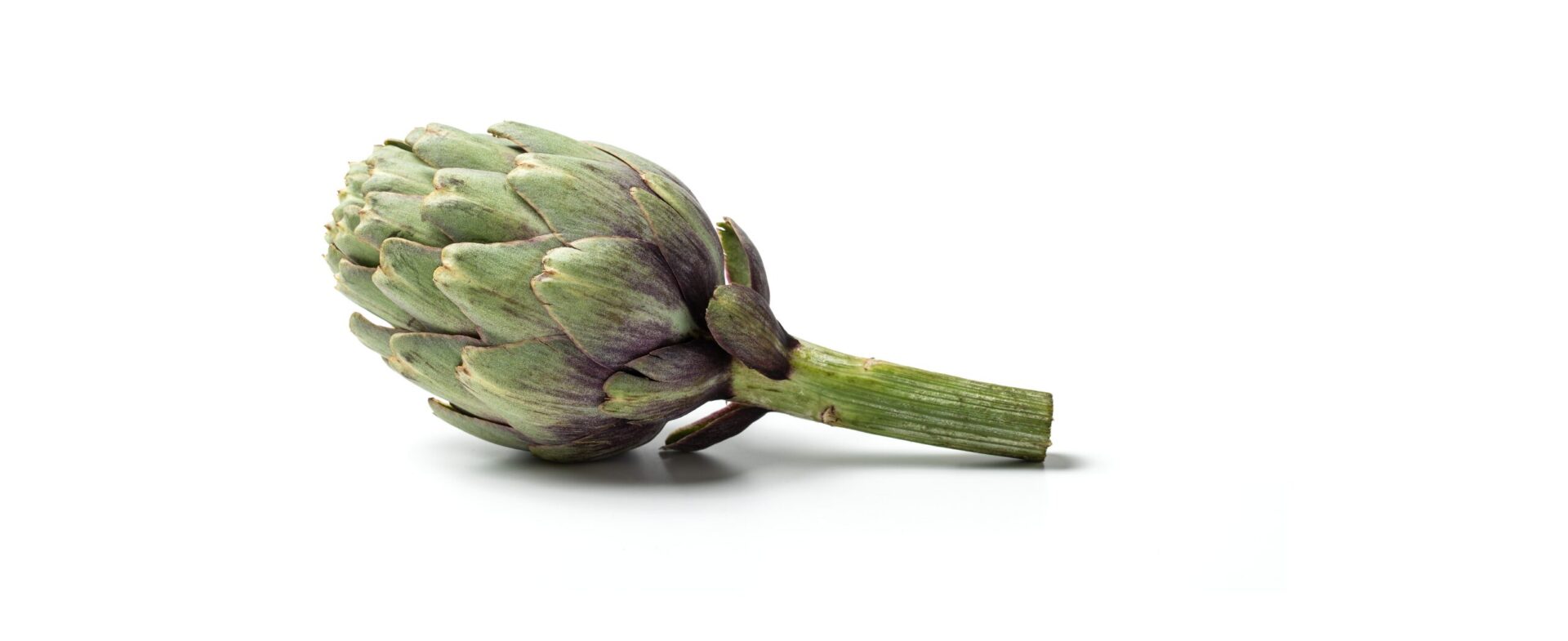 How to Grow Artichokes in Perth Guildford Garden Centre