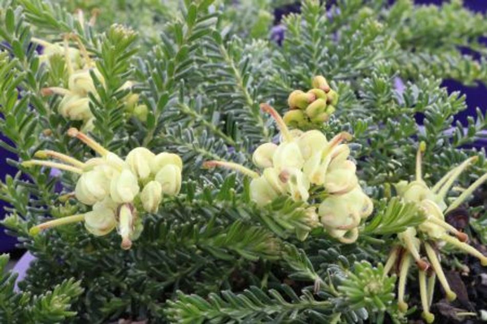 Grevillea Mello Yellow Guildford Garden Centre