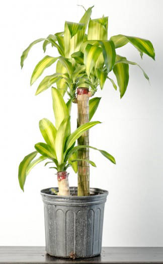 Dracaena Corn Plant