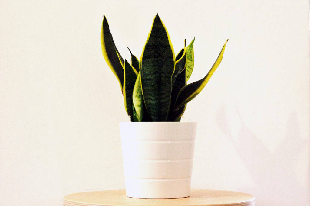 7 housewarming gifts people actually want and use Lookbox Living
