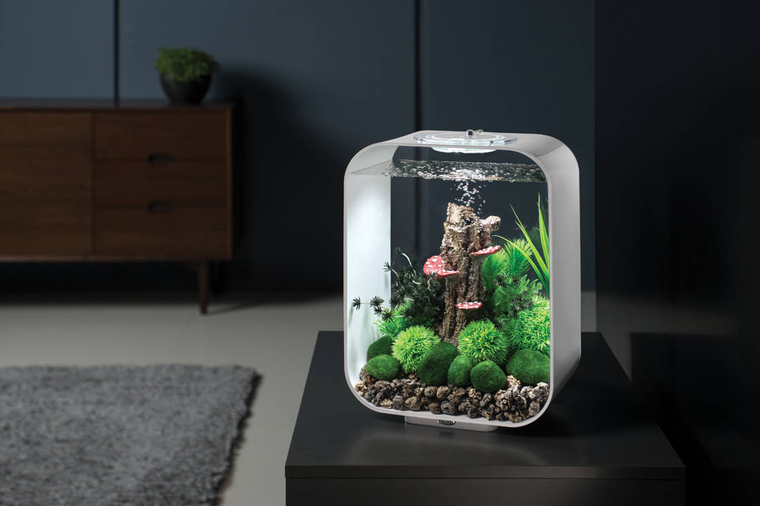 Create a stunning aquarium for your home