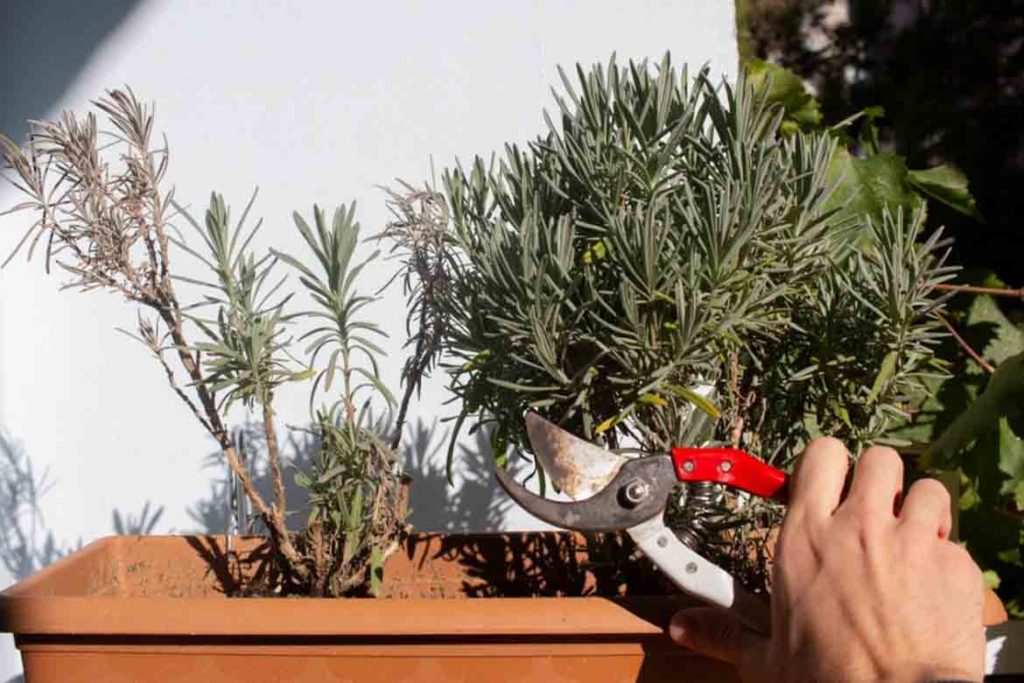 pruning lavander plant with scissors