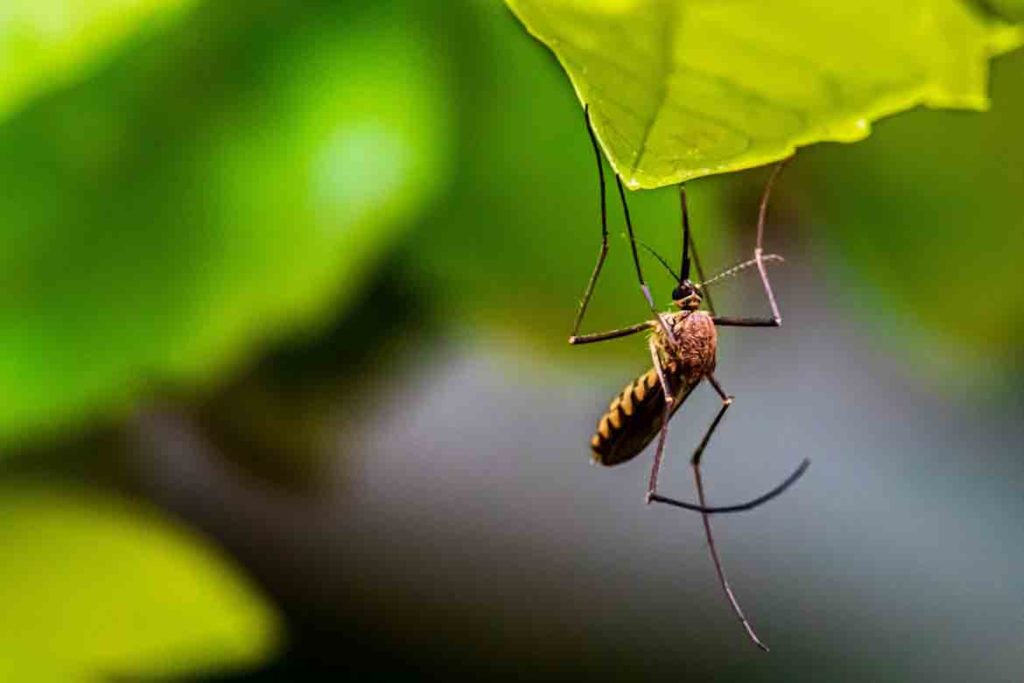 mosquito on a leaf singapore