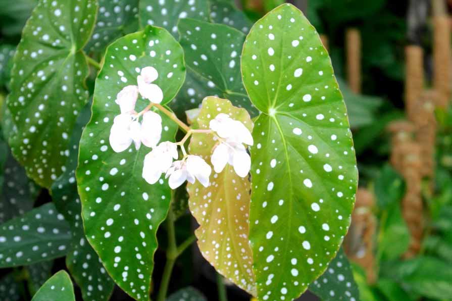 begonia