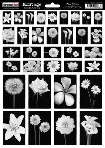 Darkroom Door - Viva La Flora A4 Montage
