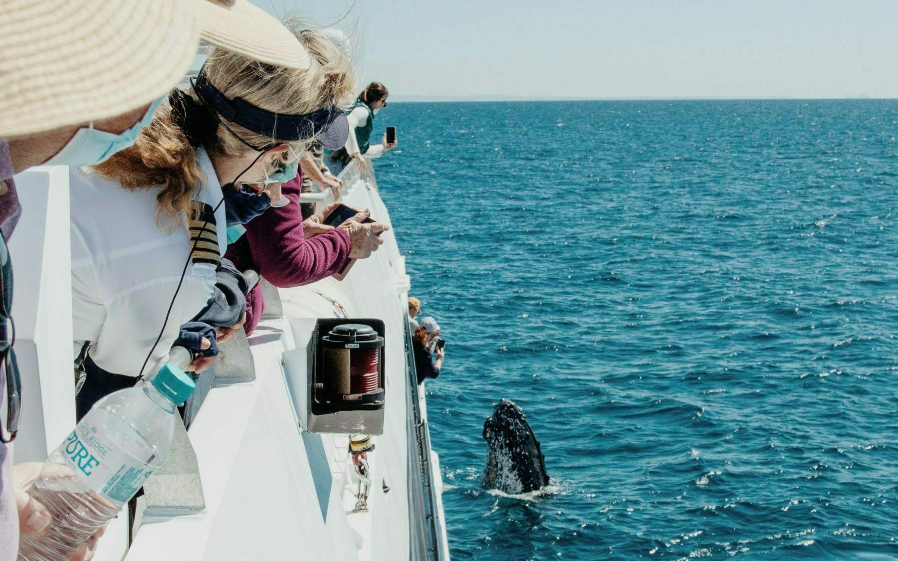 Brisbane Whale Watching