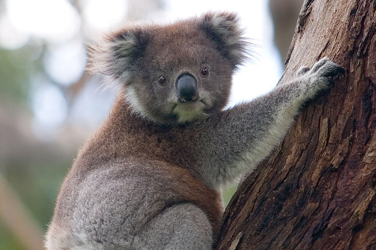 2027 endangered australia 1200x800