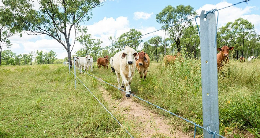 Cattle graze in smaller paddocks. Click to open Managing Grazing Land story.