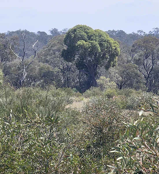 Queensland Bottle Tree