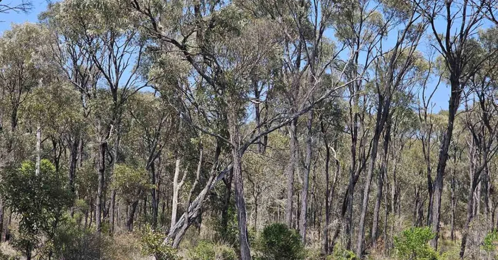 Bolstering the Brigalow project