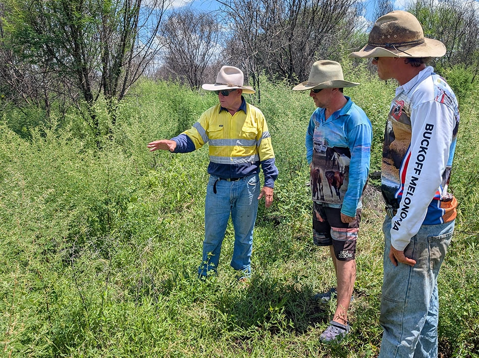 Weed management is a fulltime concern at Strathmore Station.