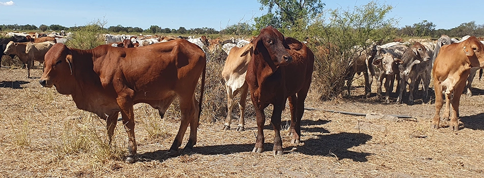 Camm Agricultural Group weaners in the paddock.