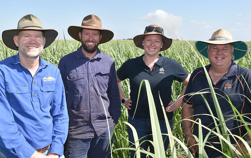 Inspecting the cane during hte field day.