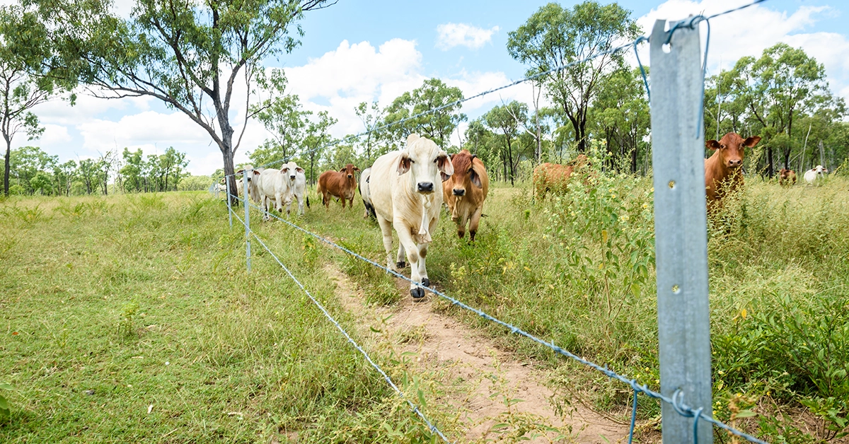 Fences make it possible to implement sustainable grazing practices evidenced by the lush pasture here.