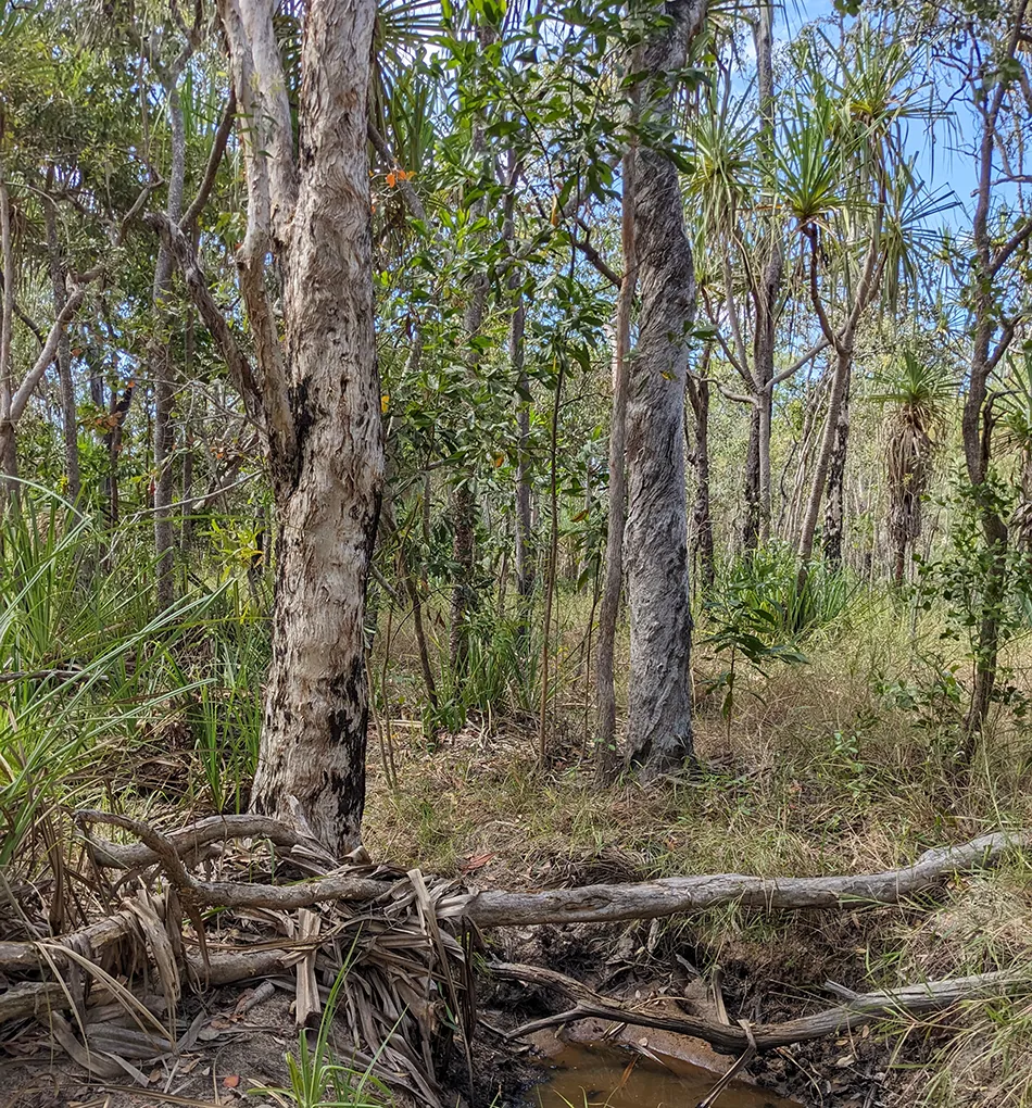 A section of a typical Broadleaf tea-tree woodland near Mutarnee north of Townsville.