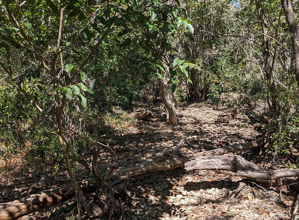 Thick vegetation that makes up a lowland tropical rainforest.