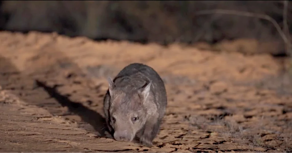 Northern hairy-nosed wombat moving about at night.