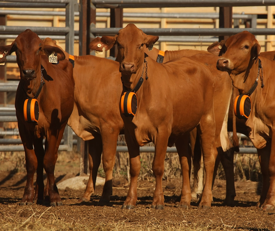 Cattle wearing the collars soon learn to respect the invisible fence line.