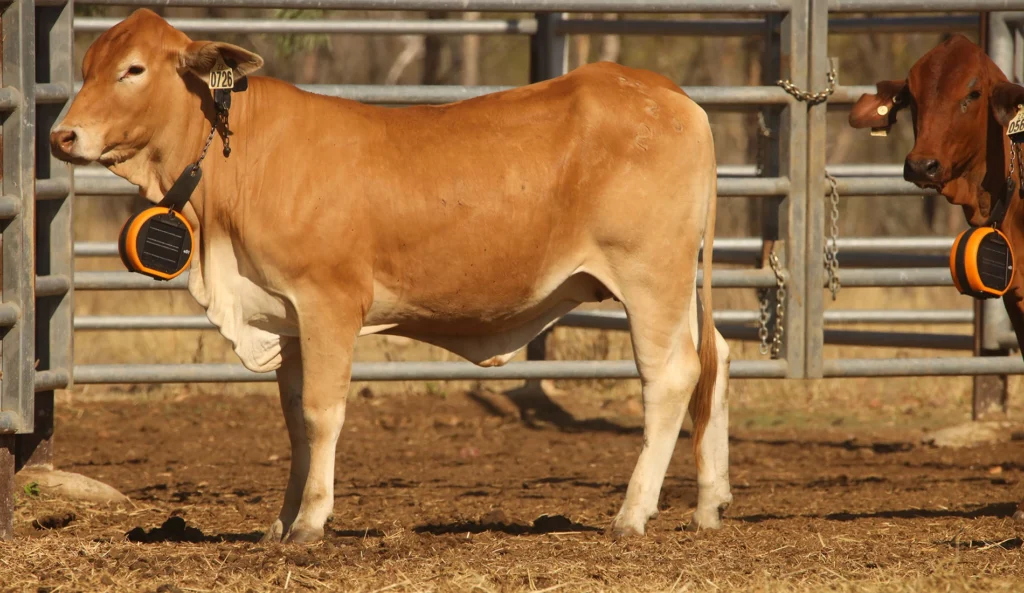 The long-term Virtual Fencing Trial will help graziers to boost their resilience to drought.