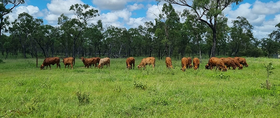 Cattle being grazed in a virtual fencing trial at the Spyglass Beef Research Facility.