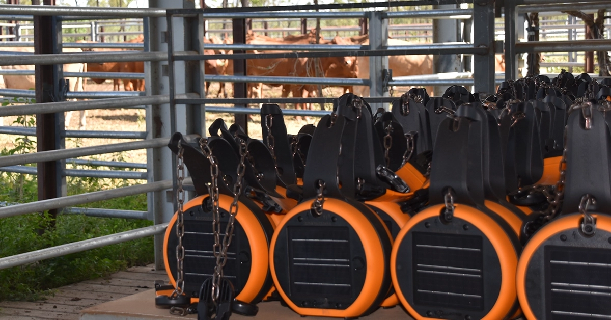 New eShepherd virtual fencing collars ready to be tested on a larger scale in the Virtual Fencing Trial.