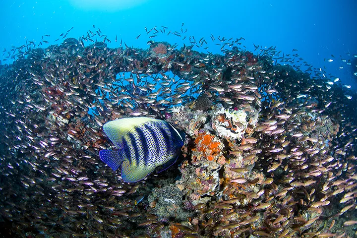 Protecting the Great Barrier Reef