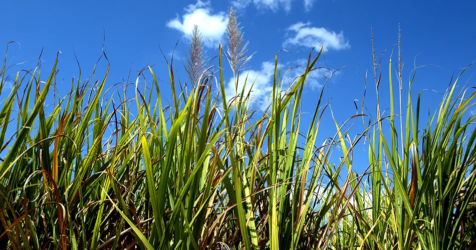 Less fertiliser use for the same result is entirely possible.