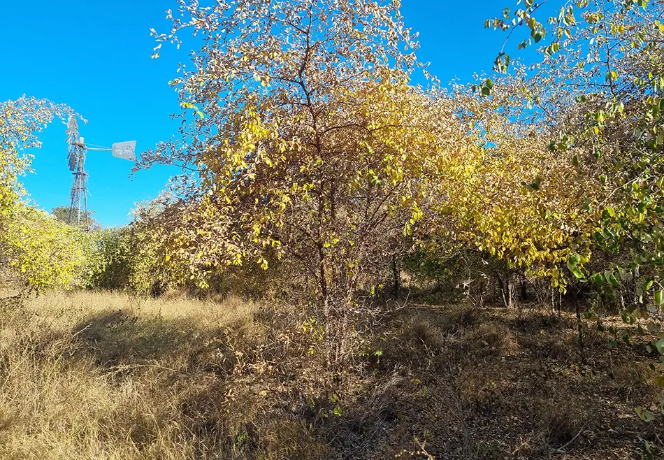 Tackling invasive species is a priority in the Upper Burdekin Rangelands.