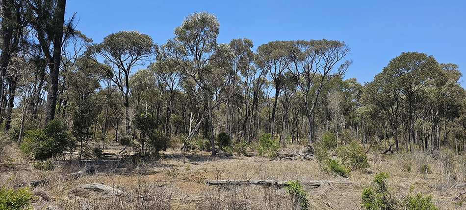 A patch of brigalow scrub on the southern end of Hillalong Station.