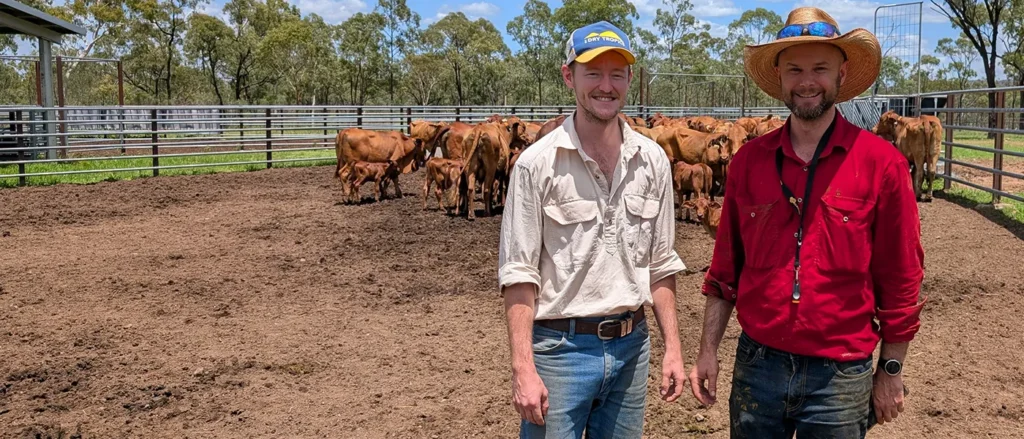 Justin and Jarud run cattle through the yards during the wet season.