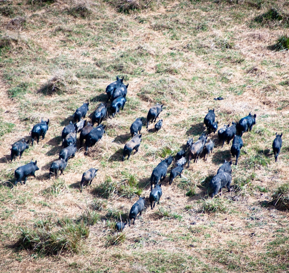 Feral pig control.