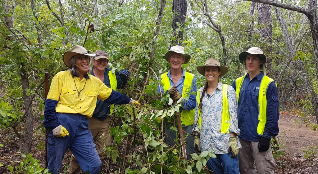 Volunteers tackle lantana in beach scrub by pulling it out by hand.