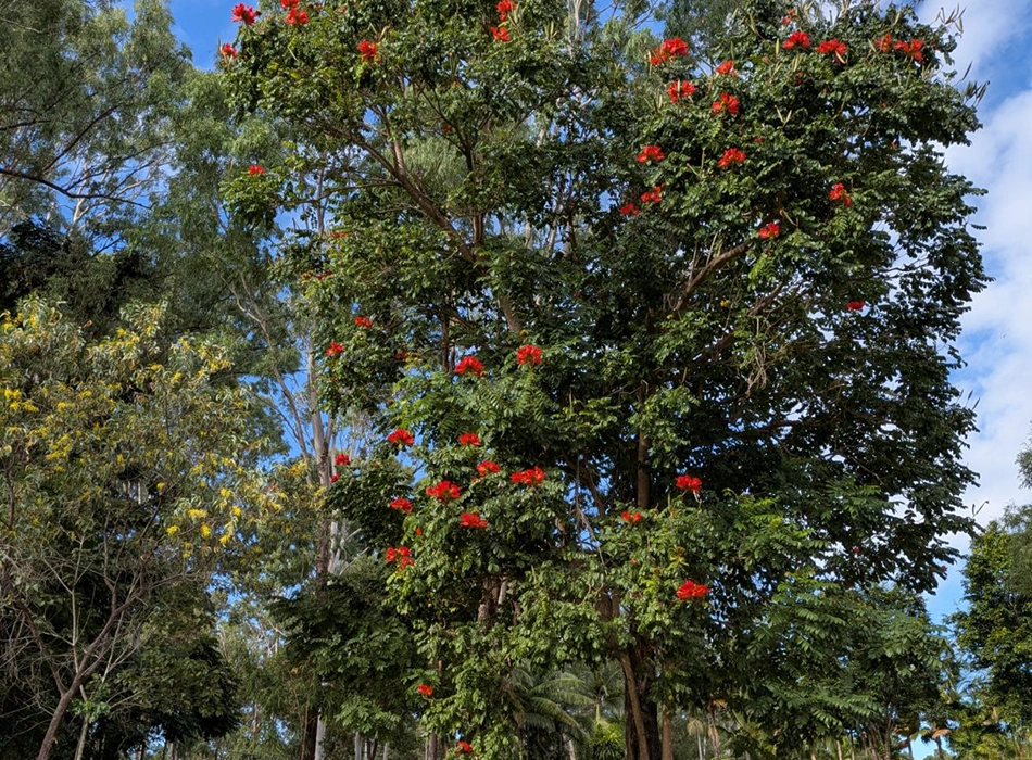 An African tulip tree.