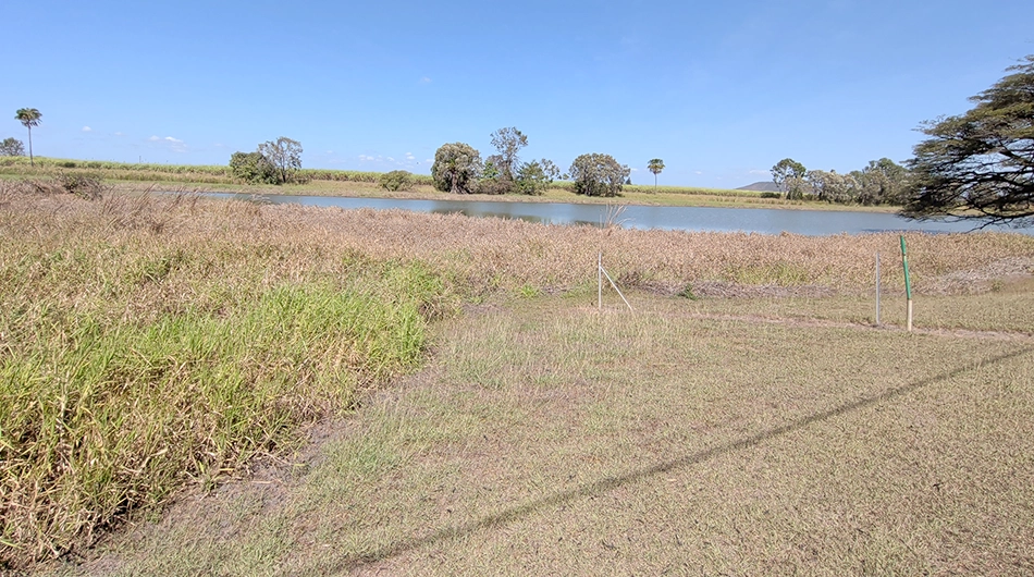 The aim at Payard's Lagoon is to remove the paragrass back to the treeline at least.