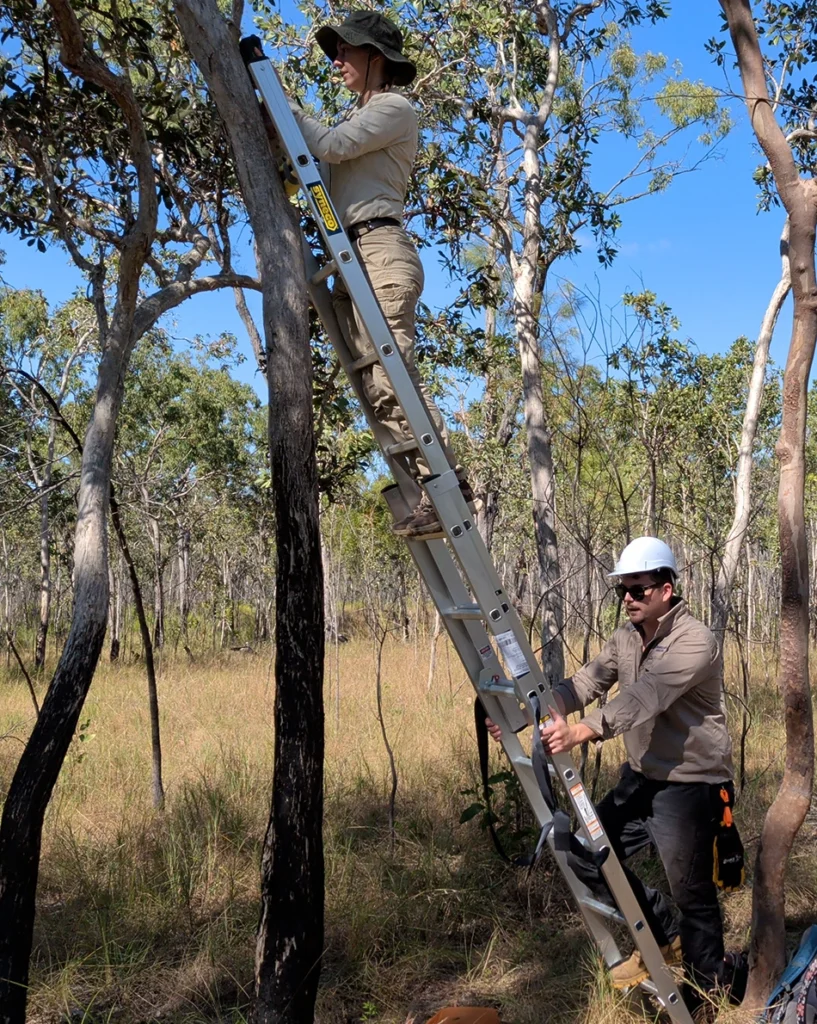 Servicing a camera trap hoping to capture images of Mahogany gliders in the area.
