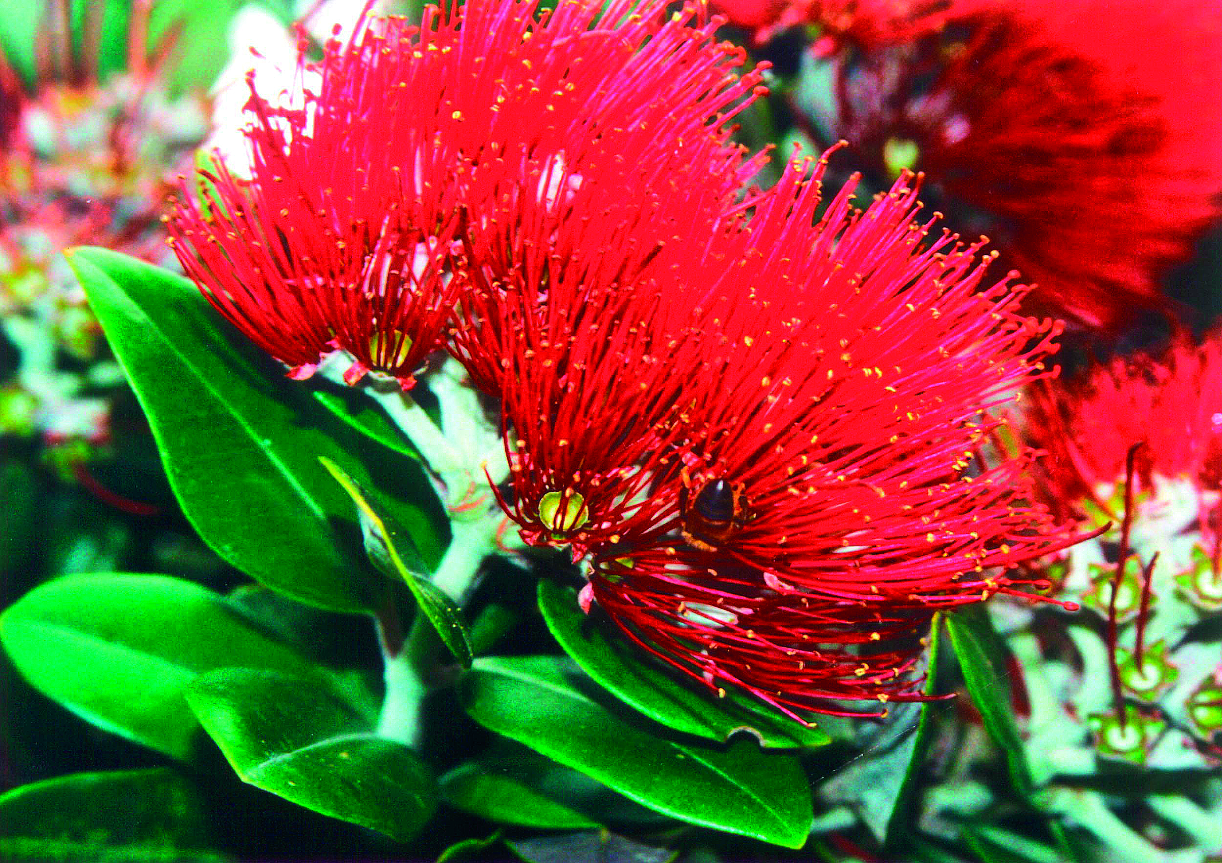 The uninvited Christmas guest: Is New Zealand prepared for Omicron’s inevitable arrival?