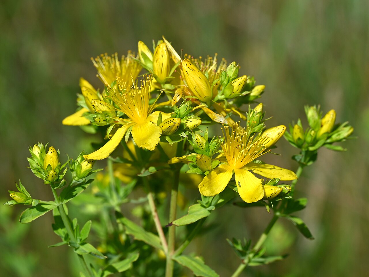 Missed question highlights hidden risks of herbal health products