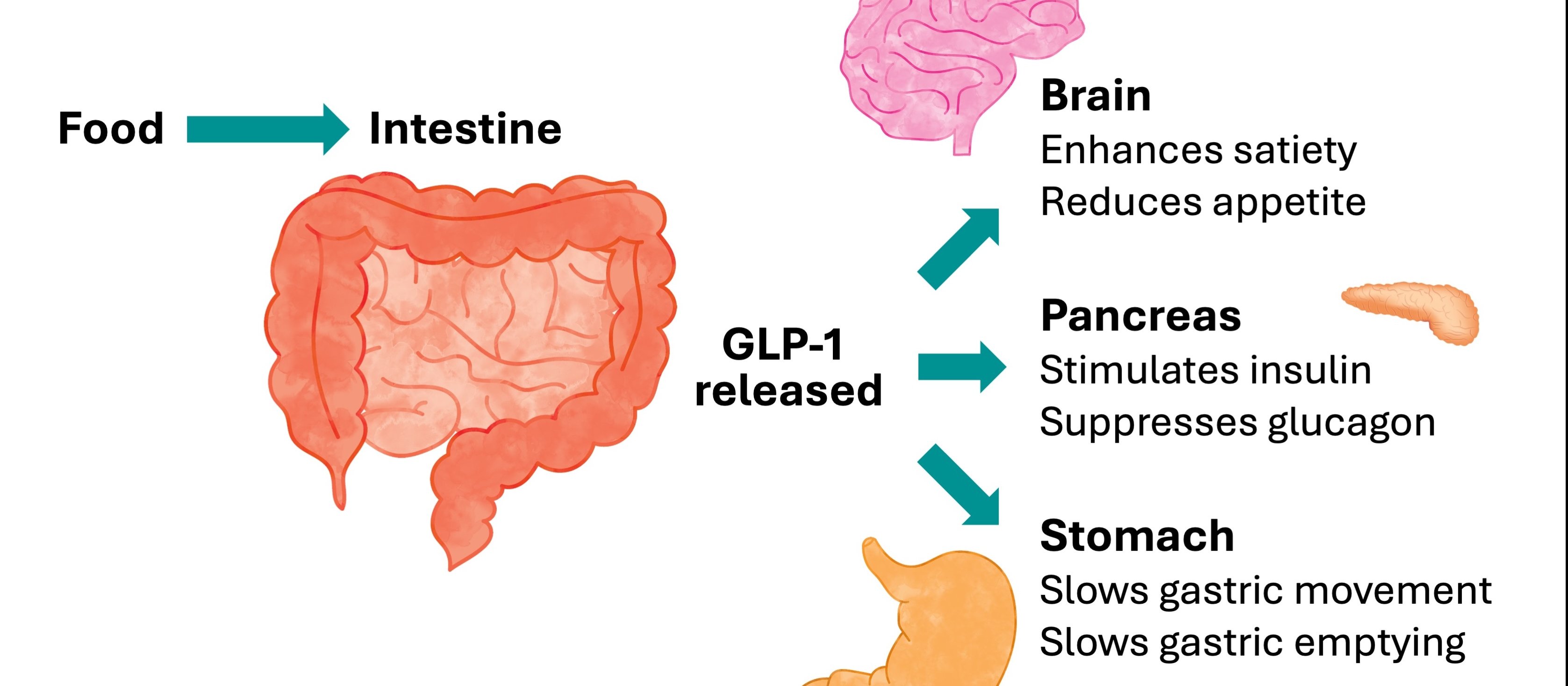 glp-1 receptor agonist GLP-1 receptor agonists: Optimising nutritional outcomes in primary care