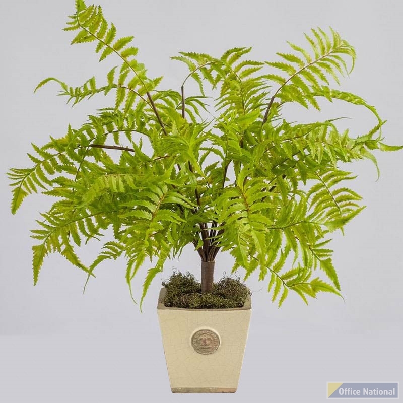 PLANT IMAGE FOREST FERN SMALL 540 X 380MM GREEN