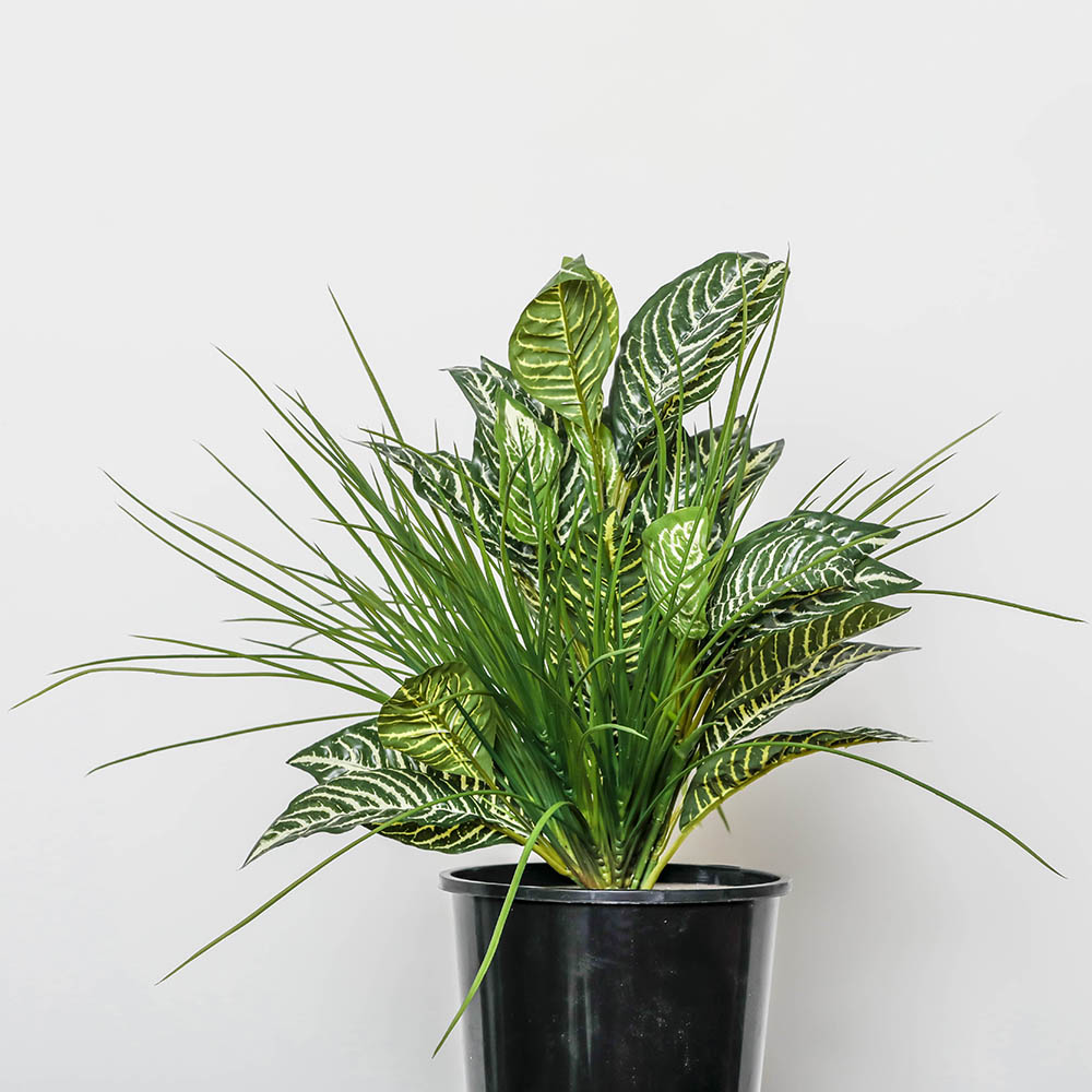 Plant Image Zebra Mix Tambour Pot