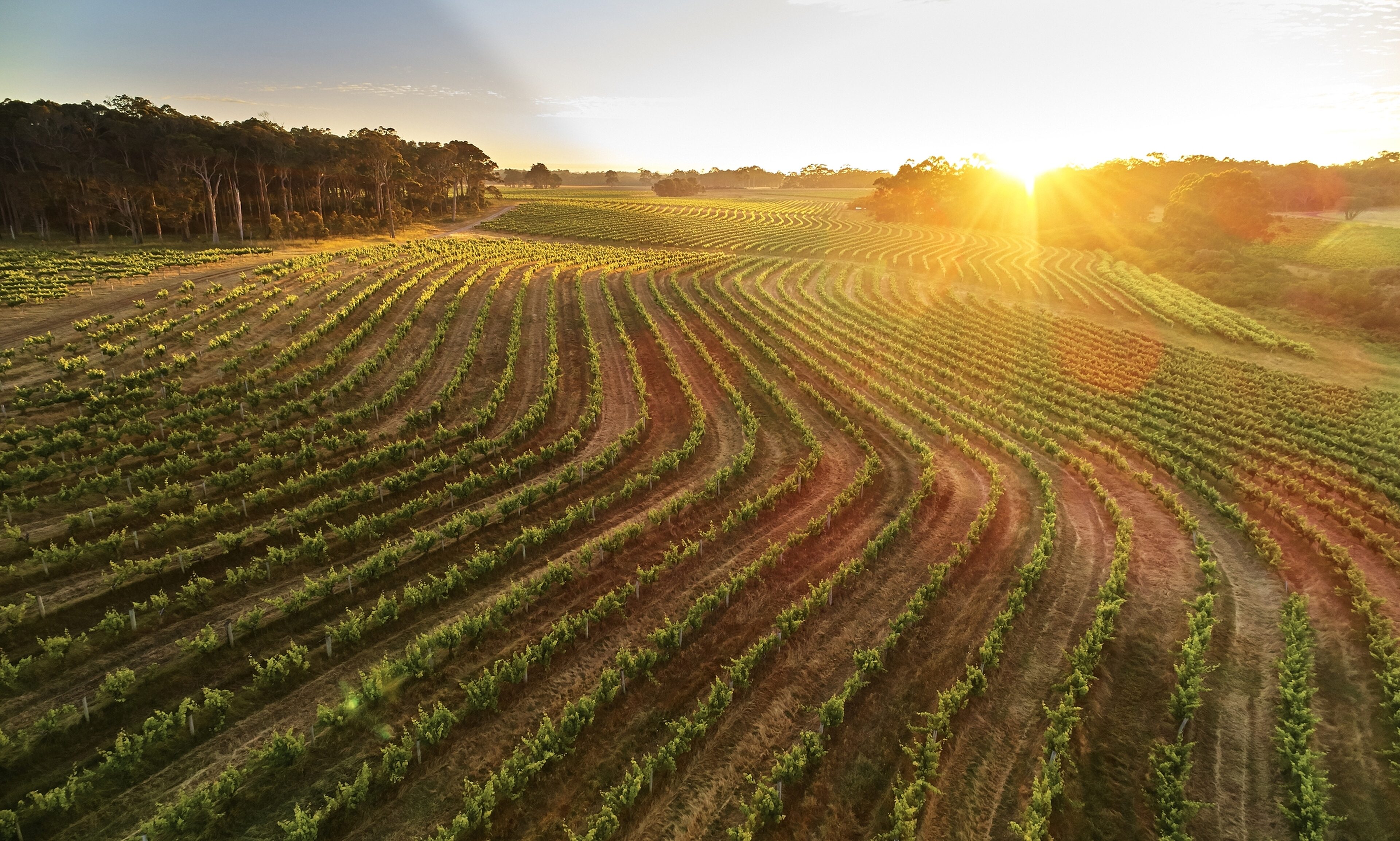 006 20171123 LEEUWIN ESTATE Drone Vineyards at Dawn
