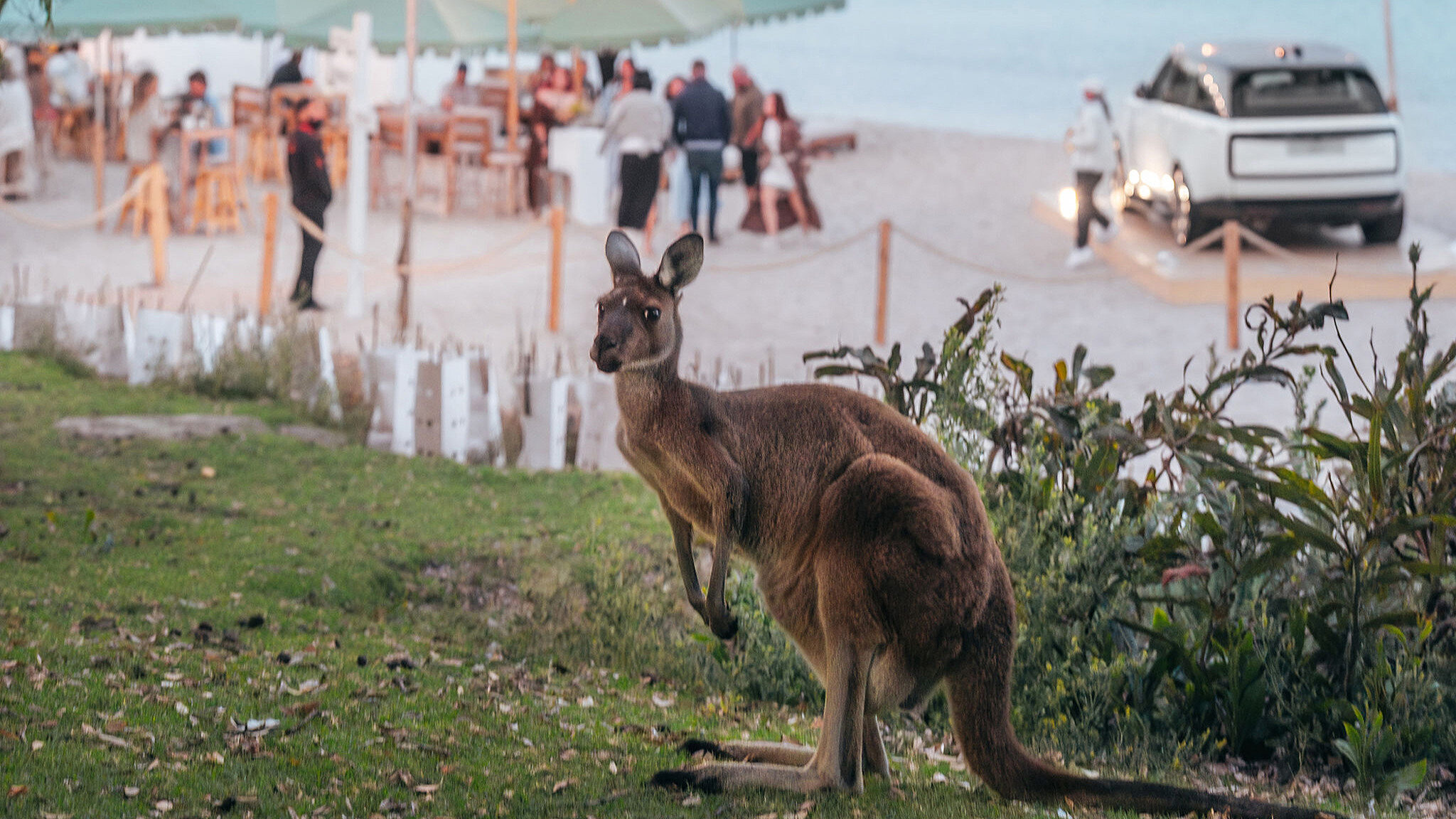 Paird festival Cjmaddock Beach Club 42