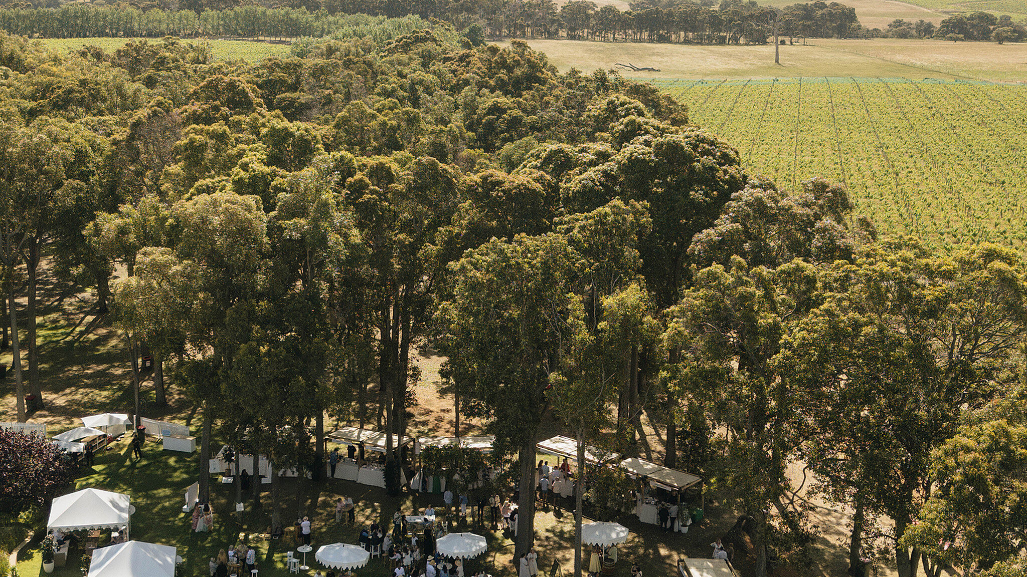 Paird festival LUKELATTY PAIRD2025 HOWARDPARKXGRANDTASTING 12 grand tasting