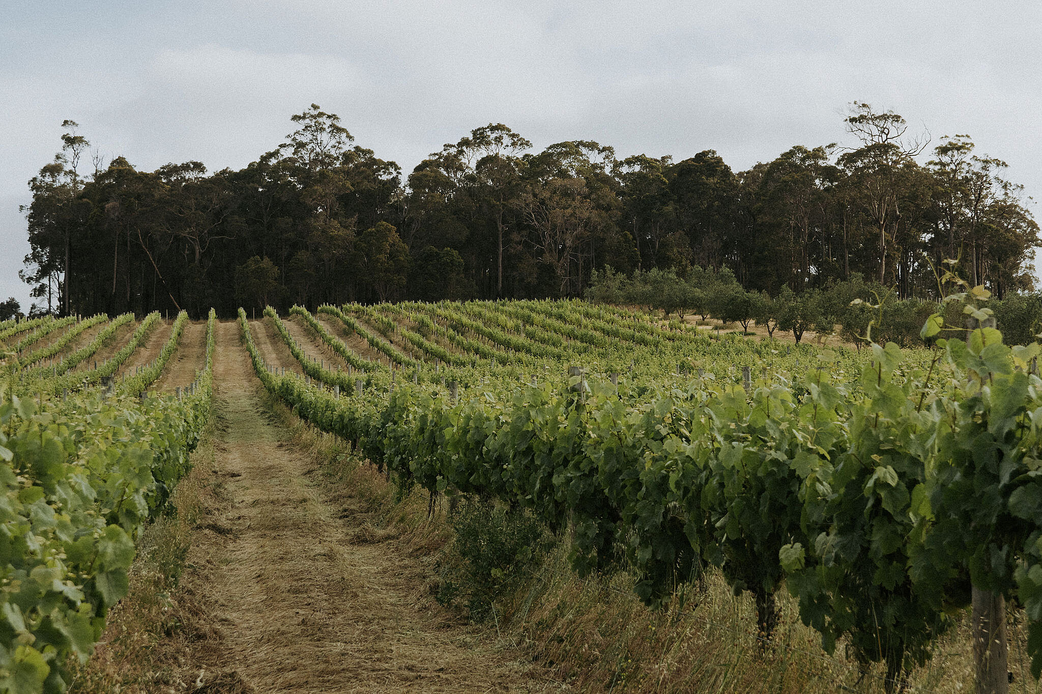 Paird wine food festival margaret river region western australia walk the vine event 5